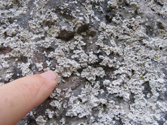 Lepraria membranacea