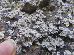 Lepraria membranacea