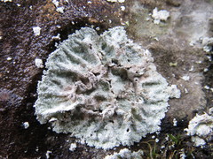 Lepraria membranacea