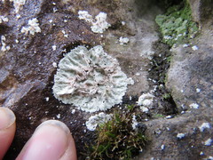 Lepraria membranacea