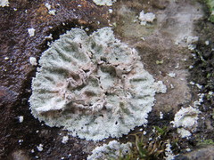 Lepraria membranacea