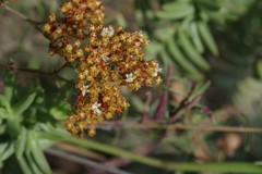 Crassula tetragona robusta