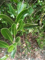 Lithraea brasiliensis
