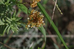 Crassula tetragona robusta