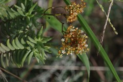 Crassula tetragona robusta