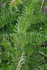 Ptaeroxylon obliquum