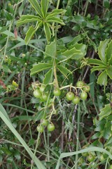 Cyphostemma quinatum