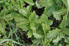 Cyphostemma quinatum