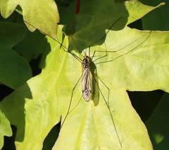 Nephrotoma pratensis