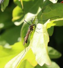 Nephrotoma pratensis