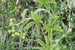 Cyphostemma quinatum