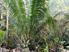 Cocoseae