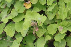 Pelargonium inquinans