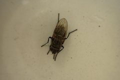 Polleniidae