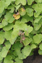 Pelargonium inquinans