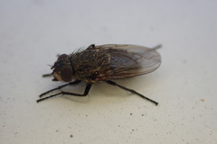 Polleniidae