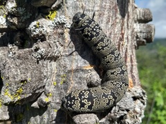 Arsenura polyodonta