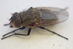 Polleniidae