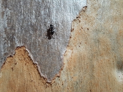 Camponotus kiesenwetteri