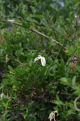 Jasminum multipartitum