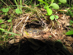 Phylloscopus sibilatrix