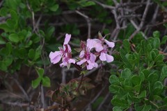Pelargonium peltatum