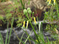 Alstroemeria isabellana