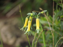 Alstroemeria isabellana