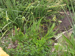 Alstroemeria isabellana