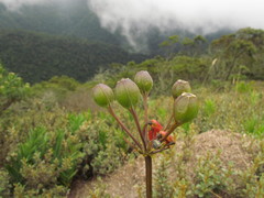 Alstroemeria isabellana