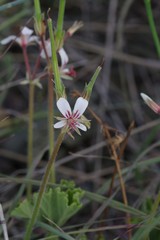 Pelargonium mollicomum