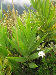 Alstroemeria isabellana