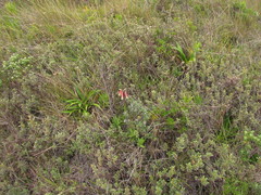 Alstroemeria isabellana