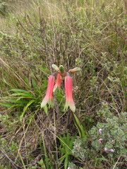 Alstroemeria isabellana