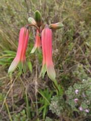 Alstroemeria isabellana