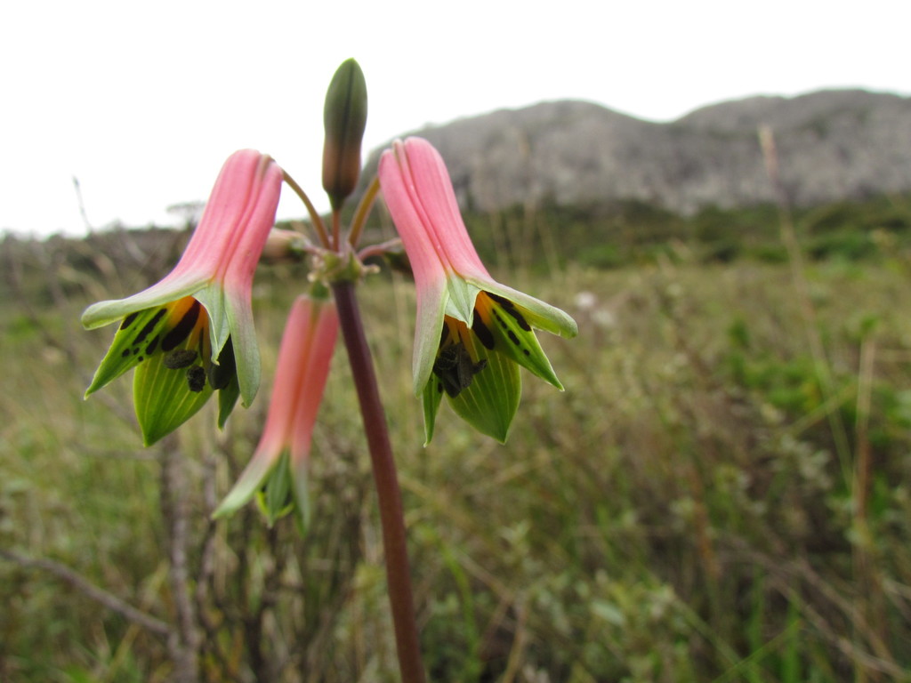 Alstroemeria isabelleana