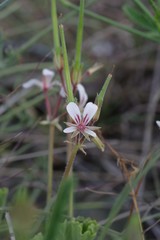 Pelargonium mollicomum