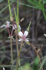 Pelargonium mollicomum