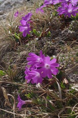 Primula clusiana