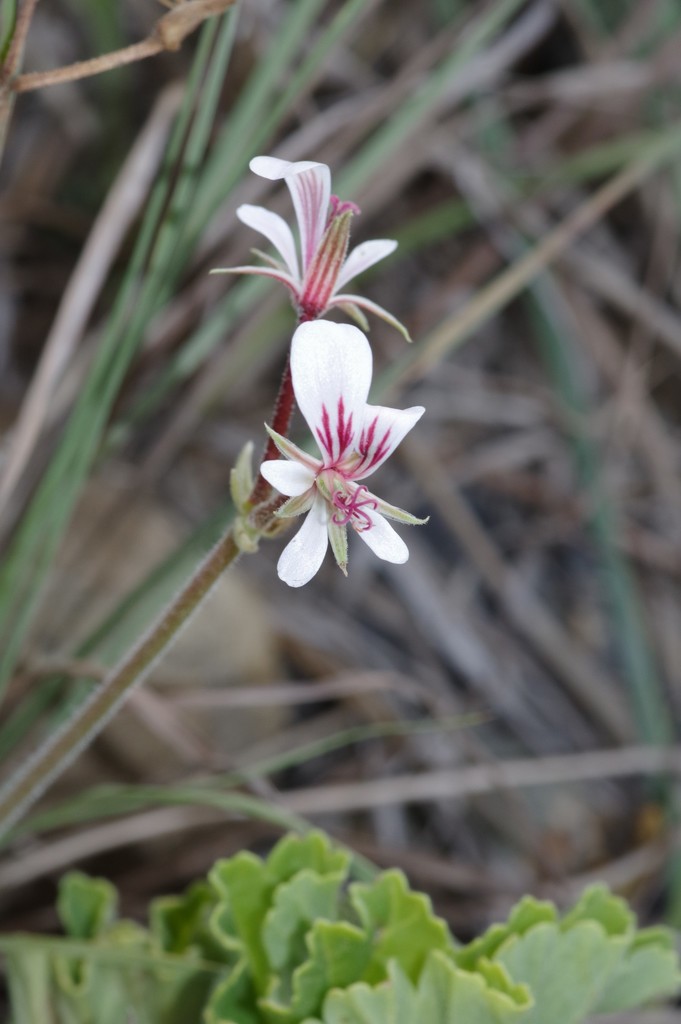 Pelargonium mollicomum