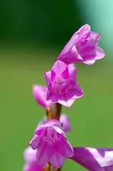 Watsonia pulchra