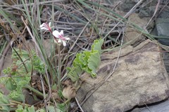 Pelargonium mollicomum