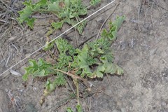 Pelargonium mollicomum