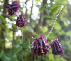 Aquilegia atrata