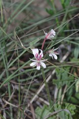 Pelargonium mollicomum