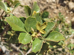 Searsia populifolia
