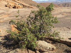 Searsia populifolia