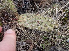 Opuntia × columbiana
