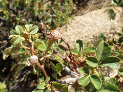 Searsia populifolia