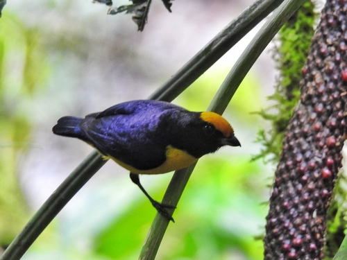 Orange-bellied Euphonia (Euphonia xanthogaster), photo 4